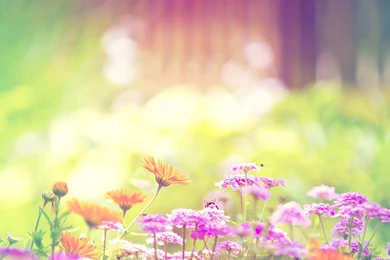 Download Spring Tree Wallpapers Free Download Spring Tree Wallpapers ...