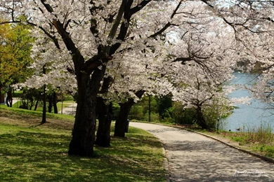 Beautiful Blooming Trees   Spring Wallpapers (33778380)   Fanpop