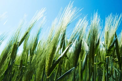 Green Widescreen Wallpapers Wallpapers   HD Wallpapers 86651