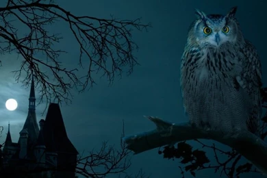 Emma's Trend, Fashion And Style – Spooky Halloween Backgrounds For ...