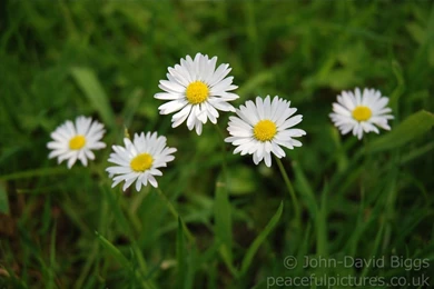 Desktop Backgrounds Wallpapers   3203