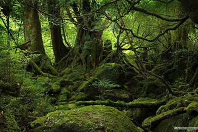 Wallpapers Hd Free_hd Wallpaper_download Free Wallpapers