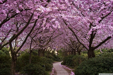 Spring Wallpapers 1080p Tag   WalOps.com