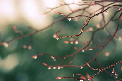 Spring rain drops hd wallpaper.jpg