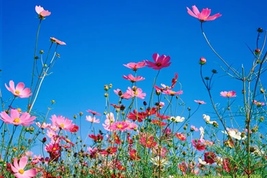 Spring Weather Pictures   Desktop Backgrounds