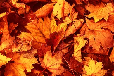 Autumn Leaves Wallpaper 7.jpg