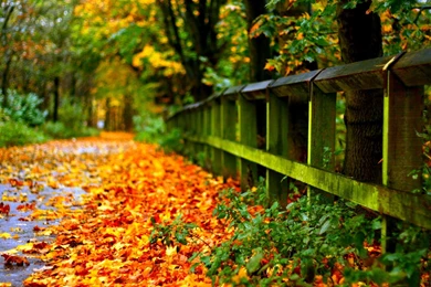 Road With Autumn Leaves >> HD Wallpaper, Get It Now!