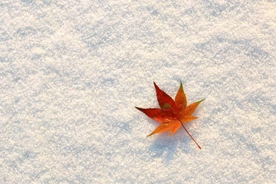 Autumn Tints,Goden Autumn, Beautiful Autumn Leaves Wallpapers ...