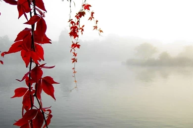 Autumn Leaves Over The Lake Wallpapers   Photography Wallpapers ...