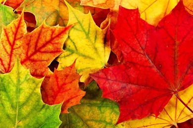 HD Quality Beautiful Autumn Leaves Desktop Wallpapers HD 2 ...
