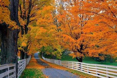 Fall Leaves Wallpapers