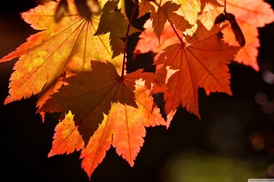 Autumn Leaves HD Desktop Wallpapers : High Definition : Fullscreen ...