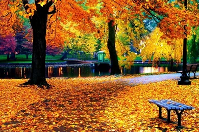 Autumn Leaves On The Park Path Wallpapers HD 1080p For Desktop