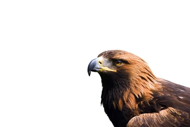Golden Eagle Wallpapers