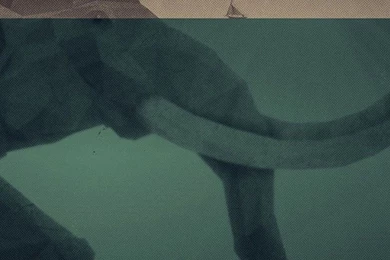 Elephant illust sea swim art 34 iphone6 plus wallpaper.jpg