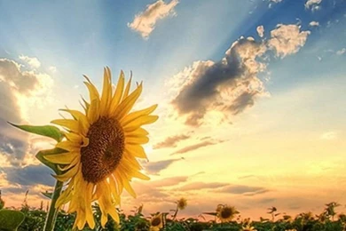 75+ Free Retina Display iPhone Wallpapers