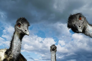 Wallpapers Weird Music Mouse   1920 X 1200   Strange Funny Weird ...