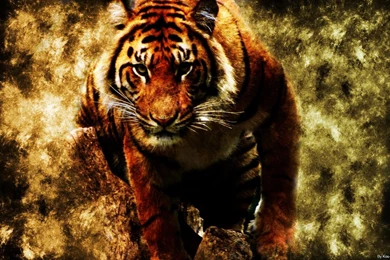 Hd Tiger Wallpapers For Desktop
