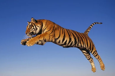 Download Animal Jumping And Attacking Tiger Tigers Wallpapers ...