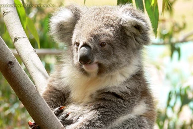 Koala Beautiful Picture Top Free Wallpapers / Wallpapers Koala 3990 ...
