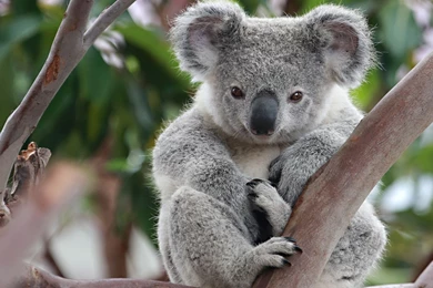 Koala Desktop Wallpaper HD.jpg