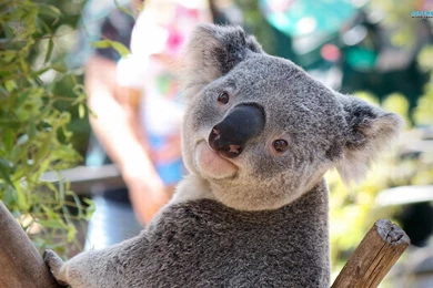 Koala Wallpapers   Animal Wallpapers