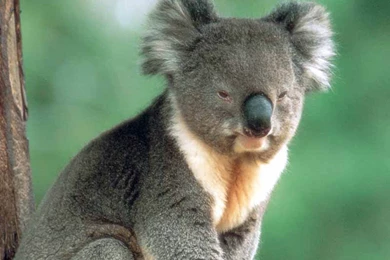 Free Koala Wallpapers Download Animals Town