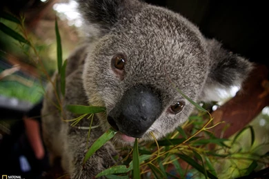 Koala Picture – Animal Wallpapers   National Geographic Photo Of ...