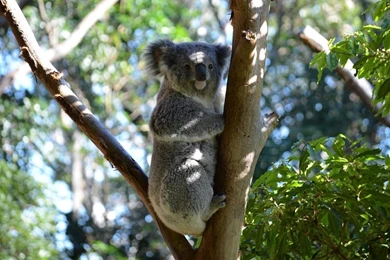 Koala Sitting On Tree Branch Wallpaper HD.jpg