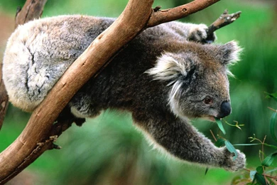 Koala Wallpapers   87390