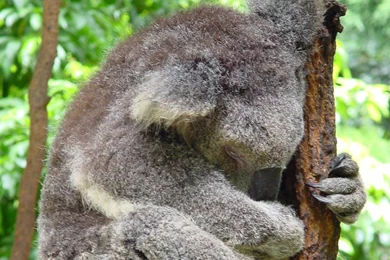 Koala Wallpapers   Animals Town