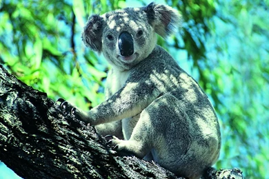 Koala Top Wallpapers Beautiful Free Wallpapers / Wallpapers Koala ...
