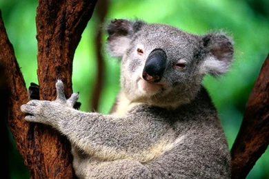 Koala 001.jpg