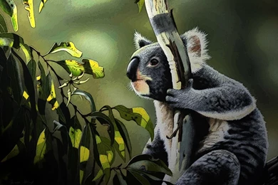 Koala Computer Wallpapers, Desktop Backgrounds