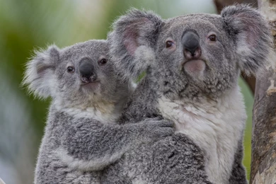 Koalas Wallpapers   Animal Wallpapers
