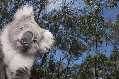 Koala Widescreen Wallpapers