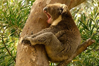 Koala Beautiful Picture Top Free Wallpapers / Wallpapers Koala 3990 ...