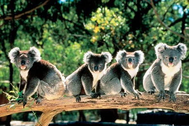 Koala Computer Wallpapers, Desktop Backgrounds