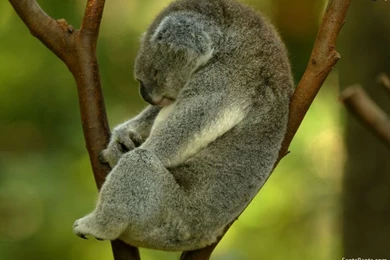 Free Download Koalas HD Wallpapers