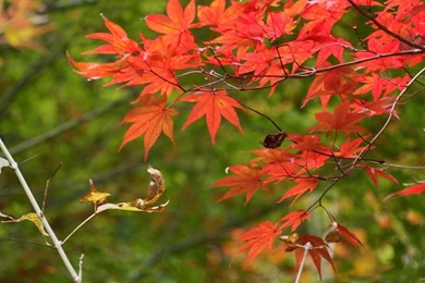 Hd Wallpapers Of Nature For Mobile Samsung For Desktop For Mobile ...