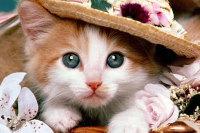 Nerdy Kitten Ipad Wallpapers   PowerballForLife