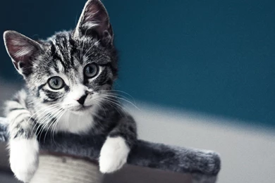 Cute Kitten Wallpapers   Animal Wallpapers