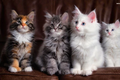 Cute Kittens Wallpaper Images Download