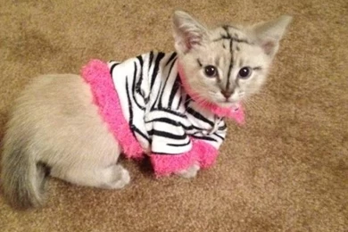 Is There A Subreddit For Cross dressing Kittens Wallpapers ...