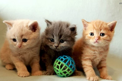 Cute Kittens Wallpapers   Animal Wallpapers