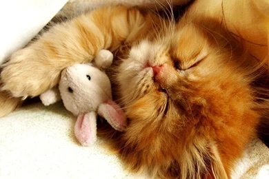 Cute Kitten Wallpaper1 1024x575.jpg