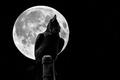 43 Crow HD Wallpapers