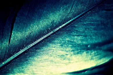 Feather HD Wallpapers