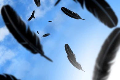 Crow Bird Wallpapers