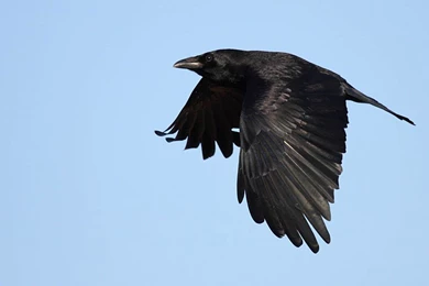 Crow Wallpapers   Animals Town